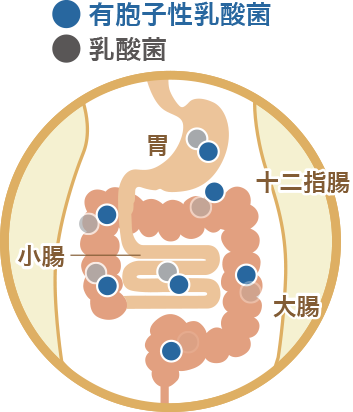 有胞子性乳酸菌　乳酸菌